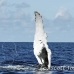 whale_humpback_h_00676_dom2745.jpg